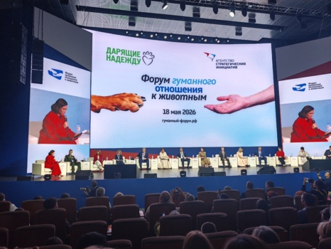 Оксана Лысенко: итоги форума АСИ о бездомных животных и новых правилах для владельцев собак
