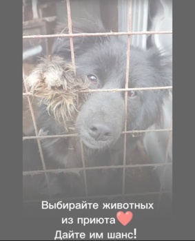 Продолжаем публикацию работ победителей конкурса "Верные сердца" (Новикова Полина)