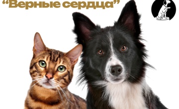 Дан старт конкурсу  медиаработ "Верные сердца", посвященному формированию культуры ответственного отношения к животным