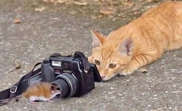 Не просто слово: придумай название для конкурса медиаработ об ответственном отношении к животным